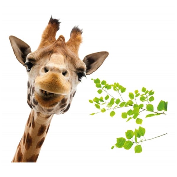 Linon Home Decor Products Giraffe Window Decals CR-68202 - main